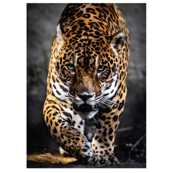 Clementoni - puzzle collection Animali – "Walk of the Jaguar”– 1000 pezzi, puzzle adulti